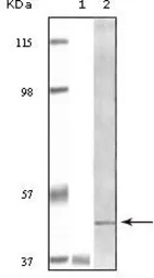 BLK antibody [9D10B7]
