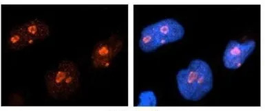 Nucleolin antibody, C-term