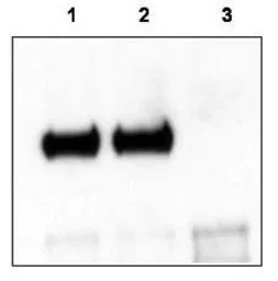Trkct1 antibody