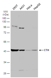 CTH antibody