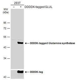 Glutamine synthetase antibody 