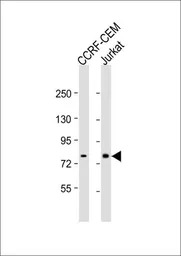ND5 antibody, C-term