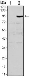OPG antibody [5A11]