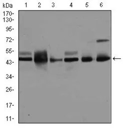 JNK1 antibody [1E5]