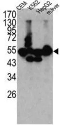 CPN1 antibody, N-term
