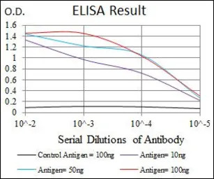 C/EBP alpha antibody [5B7]