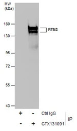 RTN3 antibody