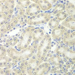 Peroxiredoxin 5 antibody