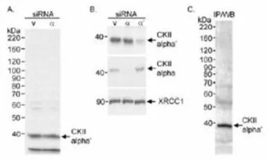 CKII alpha antibody