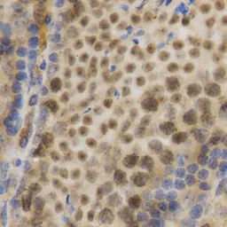 ELAVL1 / HuR antibody
