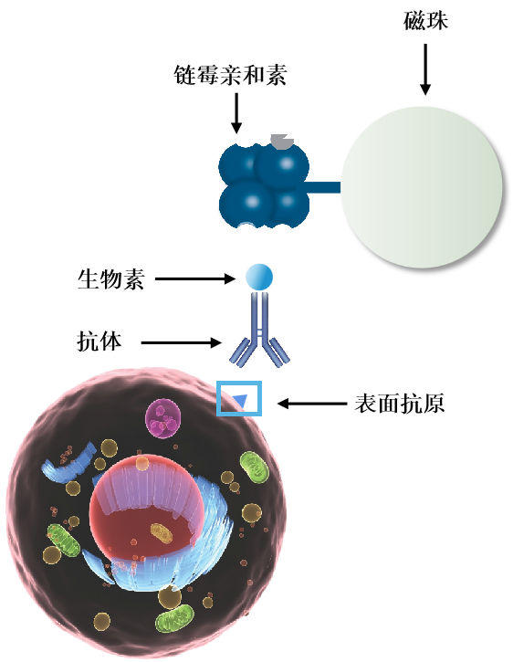 新品试用 | 小鼠Pan B、小鼠NK细胞分选试剂盒，新产品体验官火热招募
