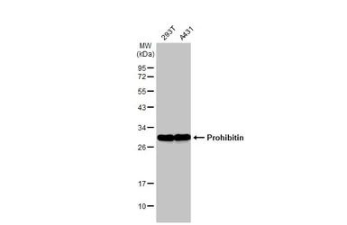 Prohibitin antibody