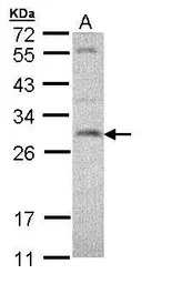 SNAP23 antibody