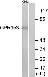 GPR153 antibody