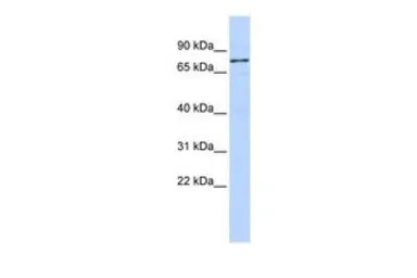 WBP11 antibody, N-term