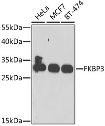 FKBP25 antibody