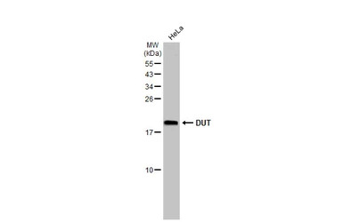 DUT antibody