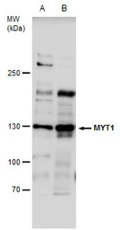 MYT1 antibody