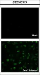 Dengue virus Capsid protein an