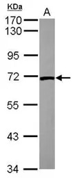 Lamin B2 antibody