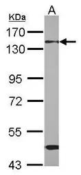 RBM26 antibody [C1C2], Interna