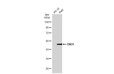 ENO1 antibody [N3C3]