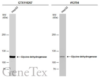 Glycine dehydrogenase antibody