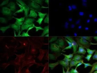 IKK alpha antibody [14A231]