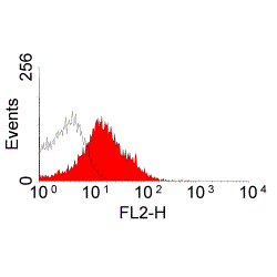 CD28 antibody [JJ319]