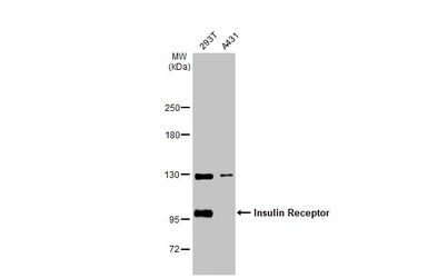 Insulin Receptor antibody