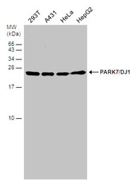 Park7 / DJ-1 antibody
