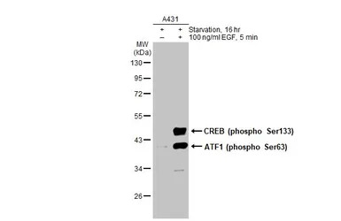 CREB (phospho Ser133) antibody