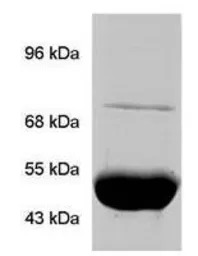TRAP1 antibody [TRAP1-6]