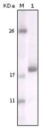 DDR2 antibody [3B11E4]