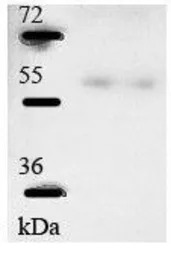 CLK4 antibody, N-term