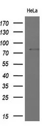 MX1 antibody [2G12]