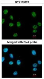 RUVBL2 antibody [N1C1]