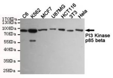 PI3 kinase p85 beta antibody [