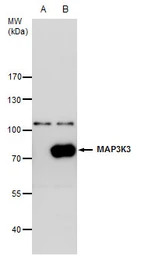 MEKK3 antibody [N3C2], Interna