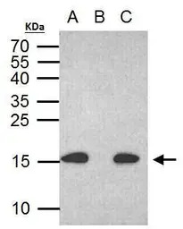 Histone H2A.XS139ph (phospho S
