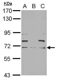 NF-L antibody
