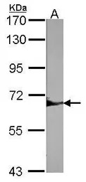 SHP1 antibody