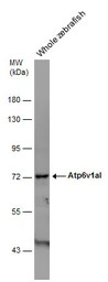 Atp6v1al antibody