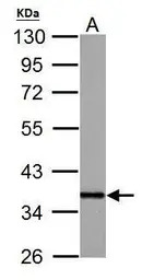 APE1 antibody