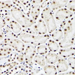 BAF53A antibody