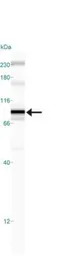 IKK beta antibody [10AG2]
