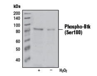 BTK (phospho Ser180) antibody 