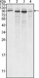 Calnexin antibody [3H4A7]