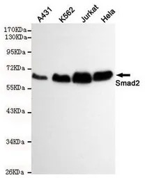SMAD2 antibody [6H5-E3-C11]
