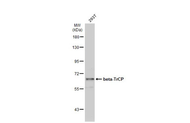 beta-TrCP antibody [N1C1]